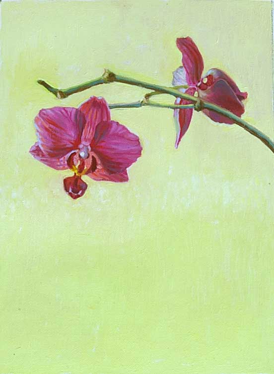 orchonpale yellow1